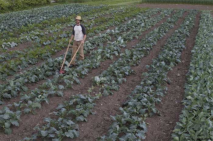How To Earn $140k Farming 1.5 Acres