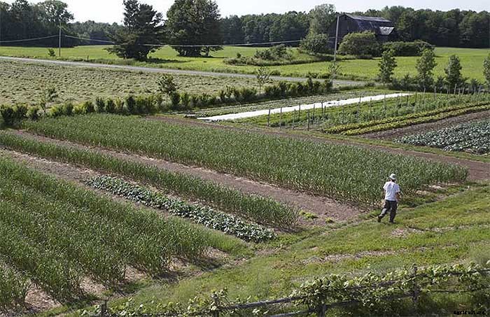 How To Earn $140k Farming 1.5 Acres