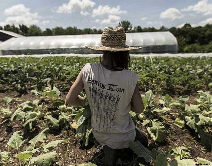How To Earn $140k Farming 1.5 Acres