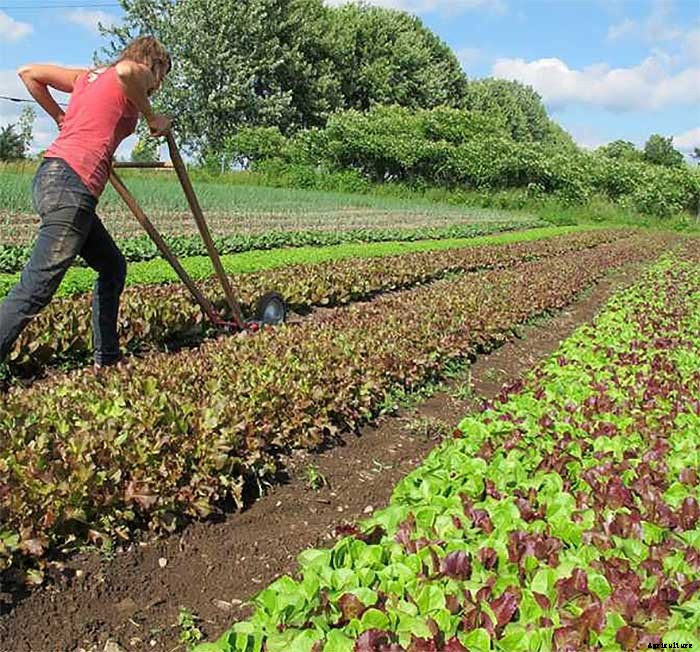 How To Earn $140k Farming 1.5 Acres