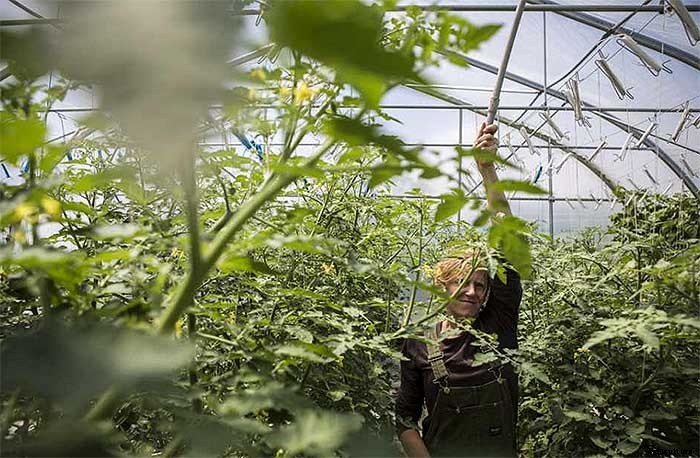 How To Earn $140k Farming 1.5 Acres