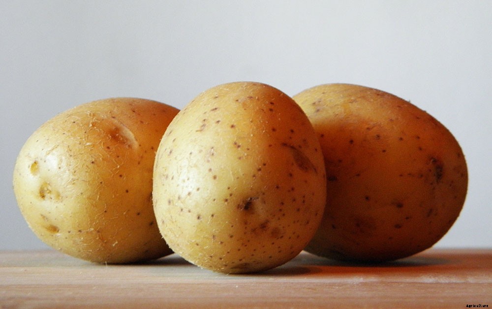 Growing Potatoes in Thin Air with Aeroponics