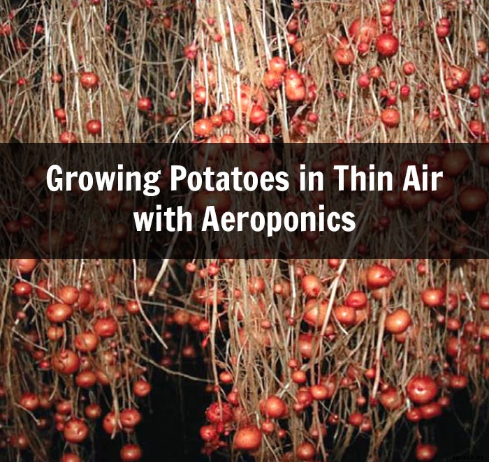 Growing Potatoes in Thin Air with Aeroponics