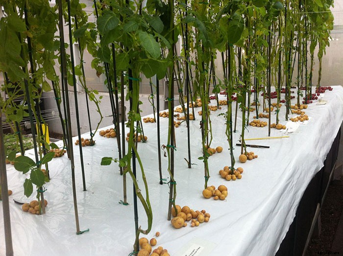 Growing Potatoes in Thin Air with Aeroponics