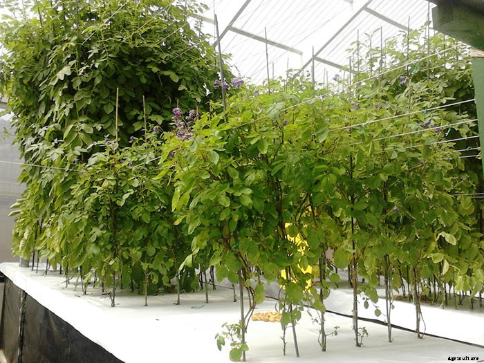 Growing Potatoes in Thin Air with Aeroponics