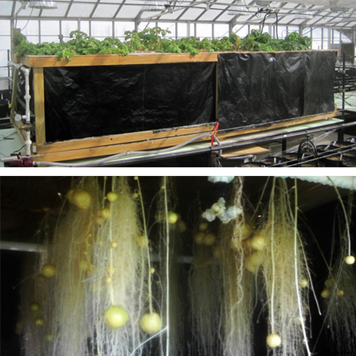 Growing Potatoes in Thin Air with Aeroponics