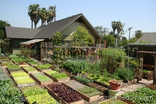 60,000lbs of Organic Food Per Acre!