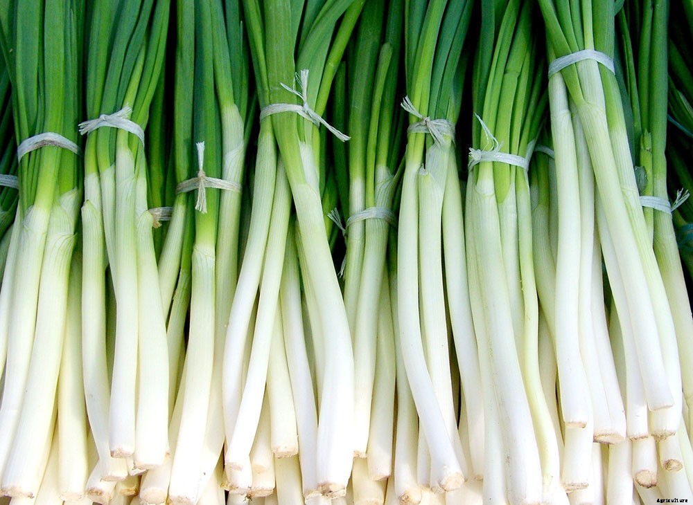 How To Harvest And Preserve Green Onions
