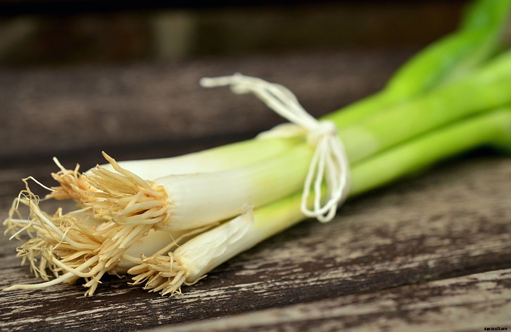 How To Harvest And Preserve Green Onions