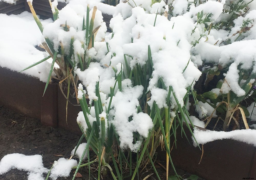 How To Harvest And Preserve Green Onions