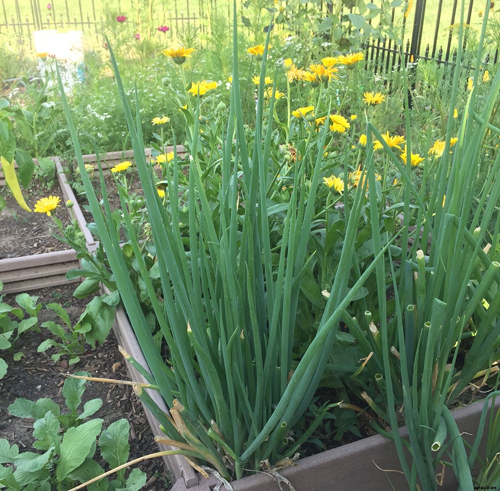 How To Harvest And Preserve Green Onions
