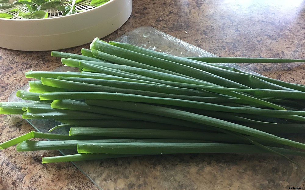 How To Harvest And Preserve Green Onions