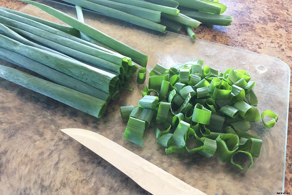 How To Harvest And Preserve Green Onions