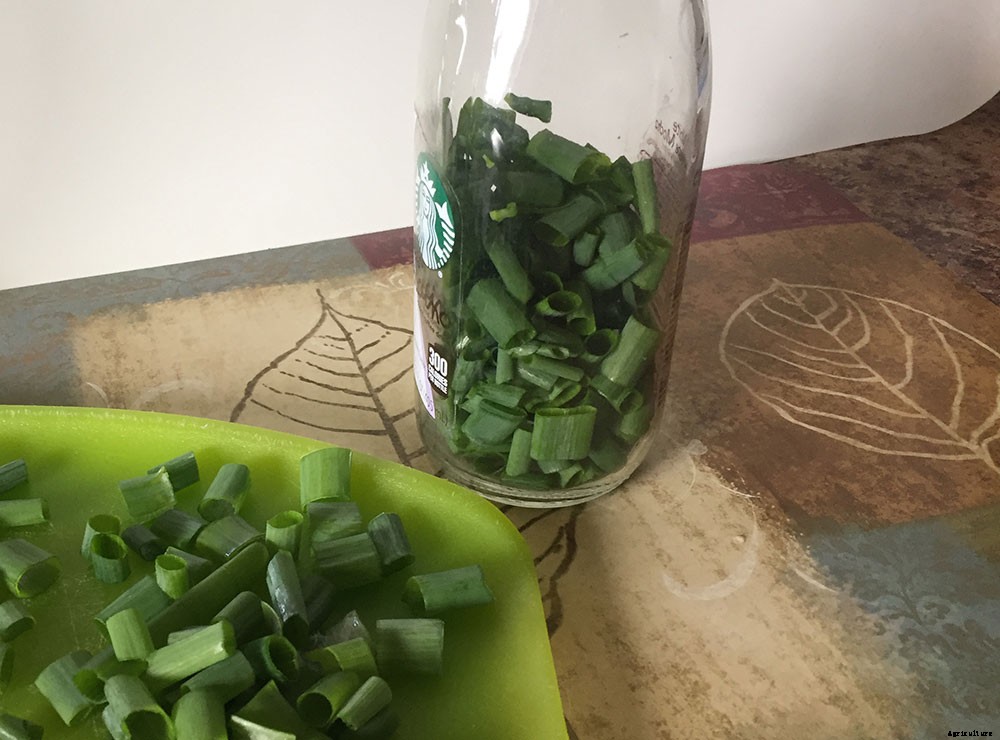 How To Harvest And Preserve Green Onions