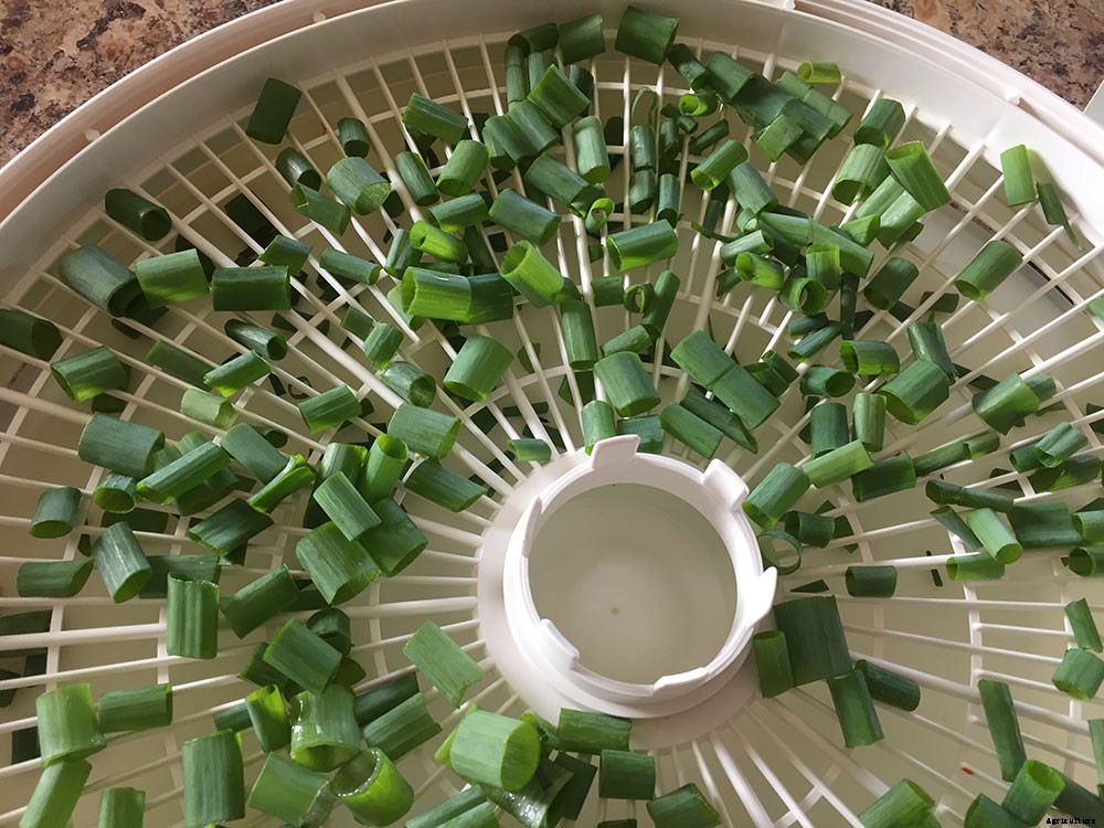 How To Harvest And Preserve Green Onions