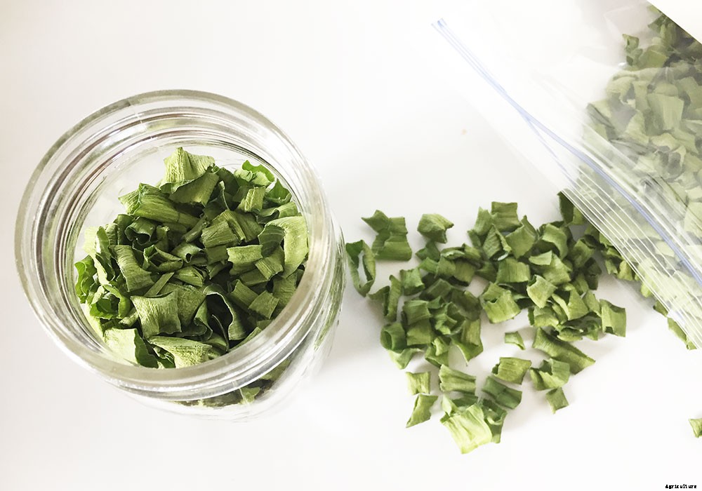 How To Harvest And Preserve Green Onions