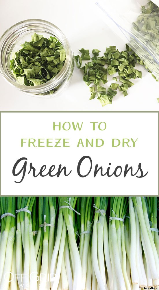 How To Harvest And Preserve Green Onions