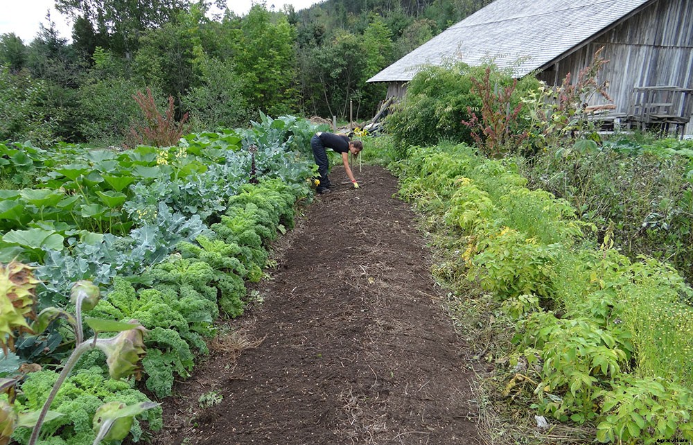 Top Benefits of Companion Planting and Popular Pairings