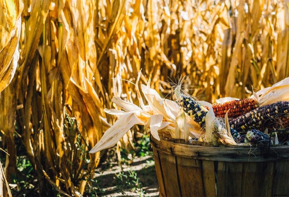 Top Benefits of Companion Planting and Popular Pairings