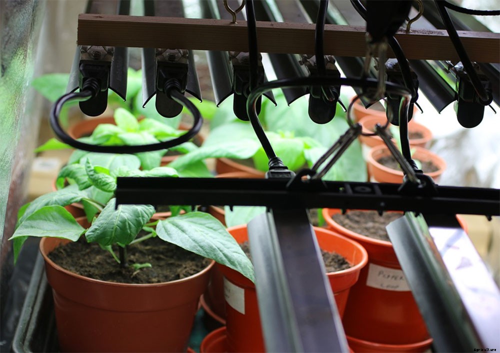 How to Easily Maximize Plant Growth in Your Indoor Garden