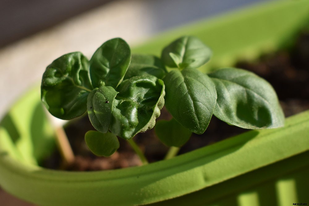 How to Easily Maximize Plant Growth in Your Indoor Garden