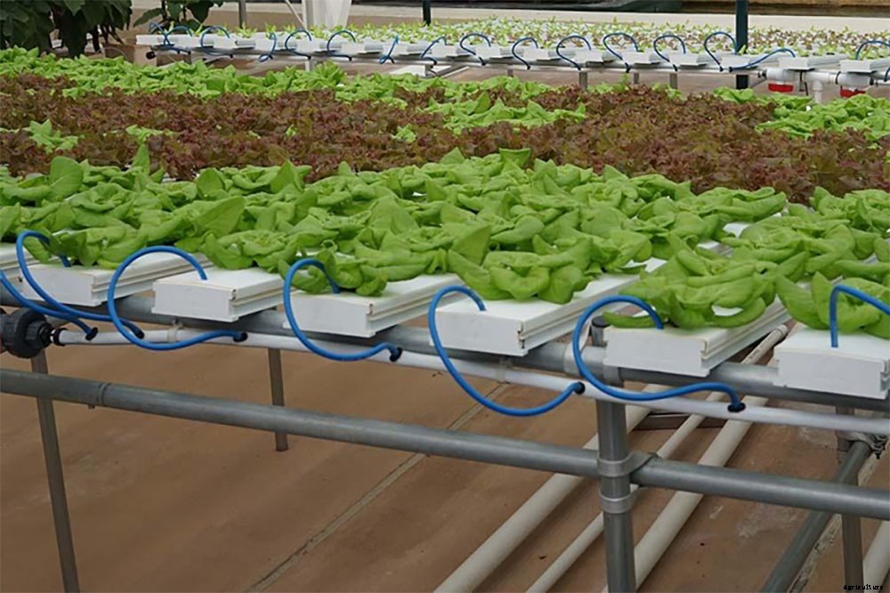 An Introduction to Hydroponics