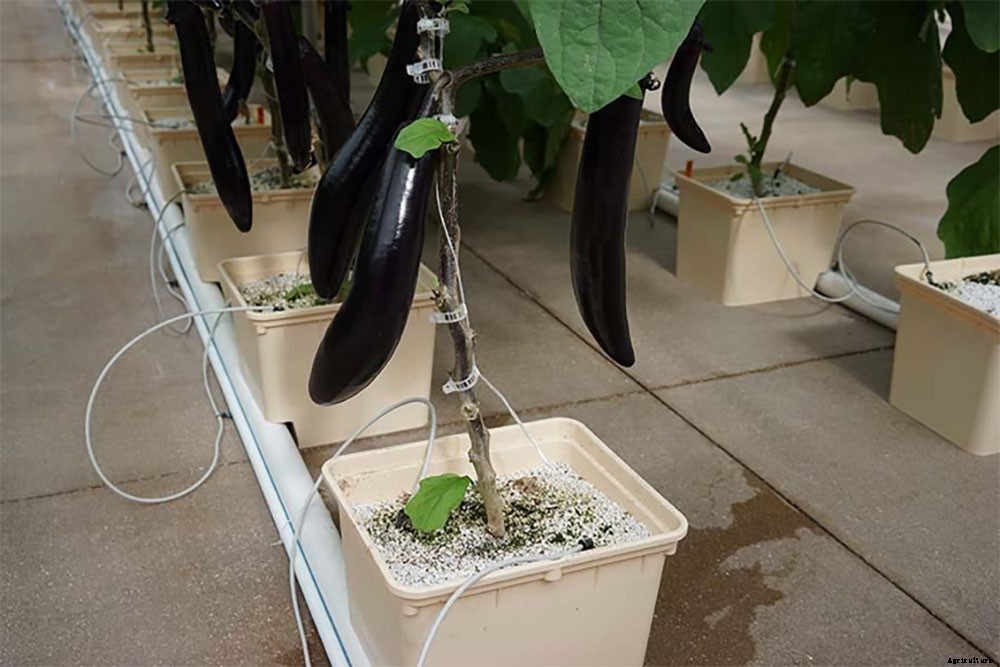An Introduction to Hydroponics