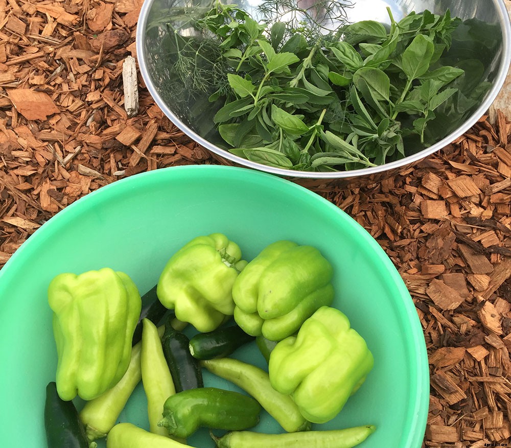 Heirloom, Organic, and Hybrid Seeds: Which are Best?