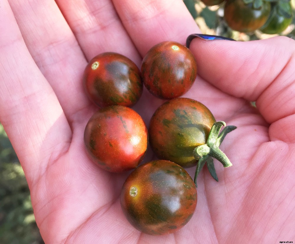 Heirloom, Organic, and Hybrid Seeds: Which are Best?