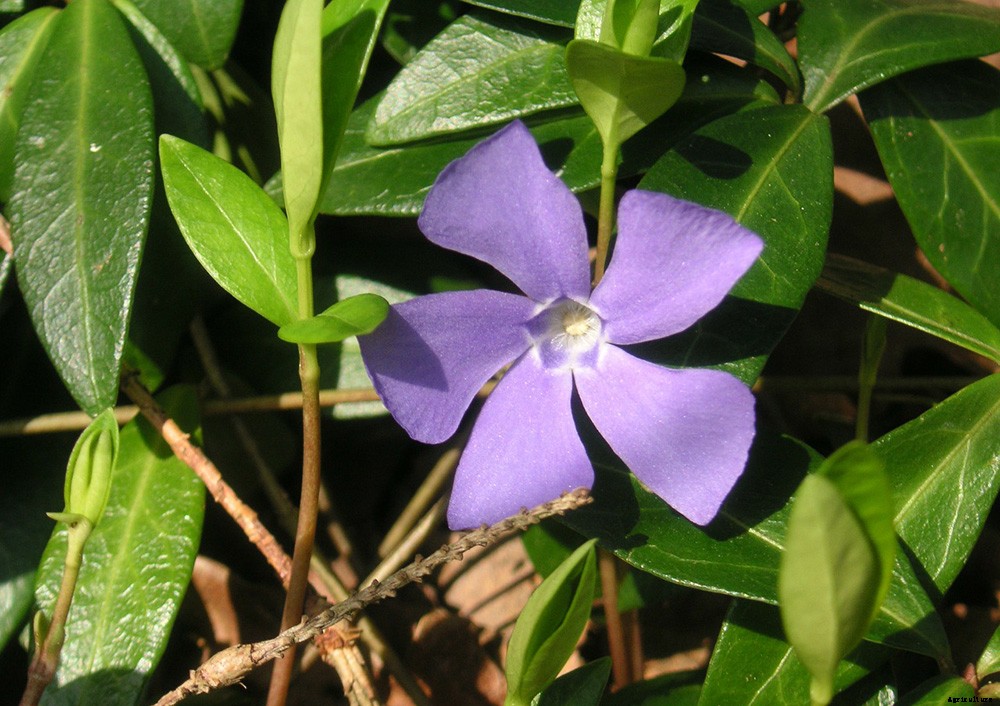 How to Create a Low Maintenance Garden