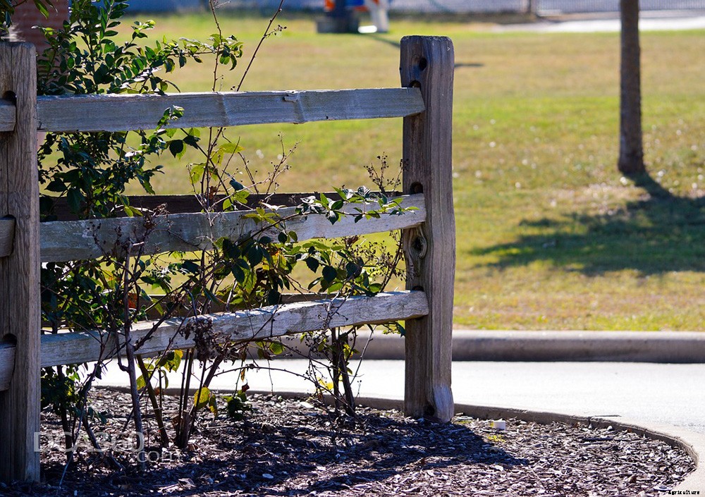 How to Create a Low Maintenance Garden