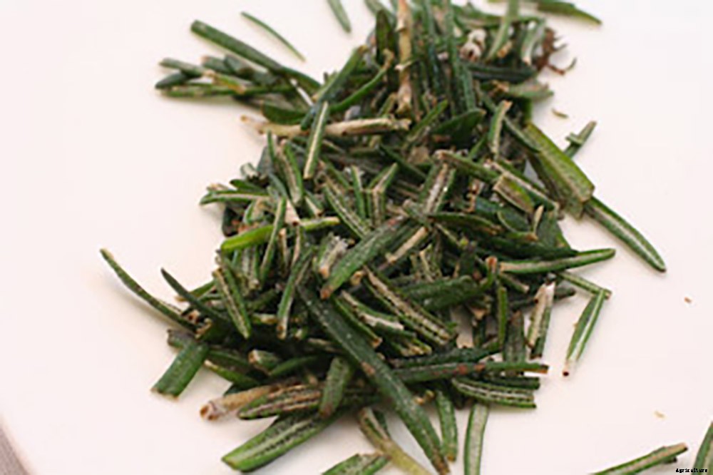 7 Easy Ways To Preserve Herbs From Your Garden