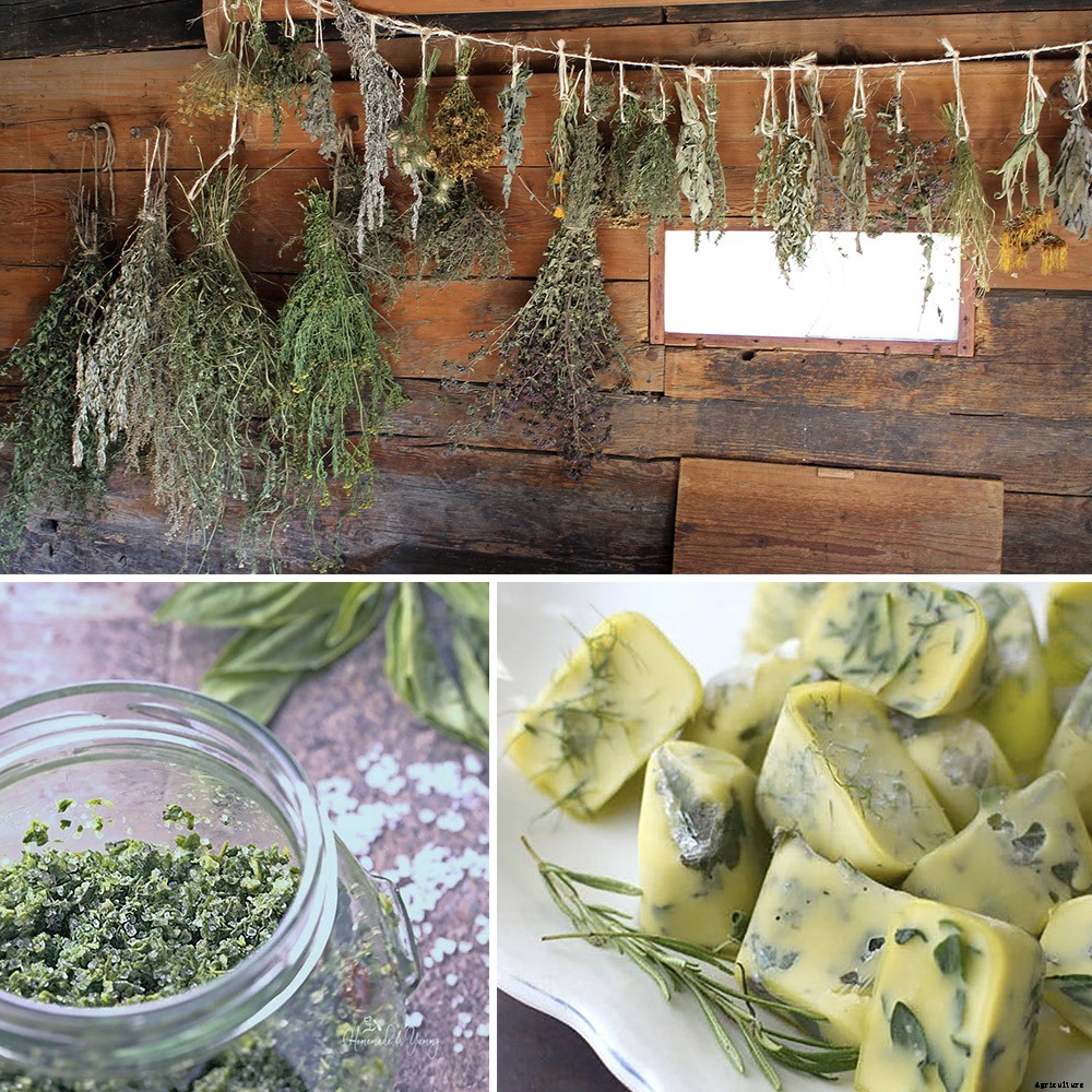 7 Easy Ways To Preserve Herbs From Your Garden