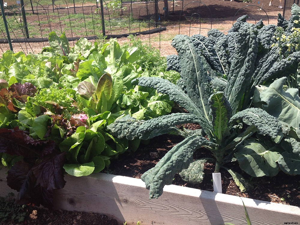 Replacing your lawn with a garden can help save money and the environment