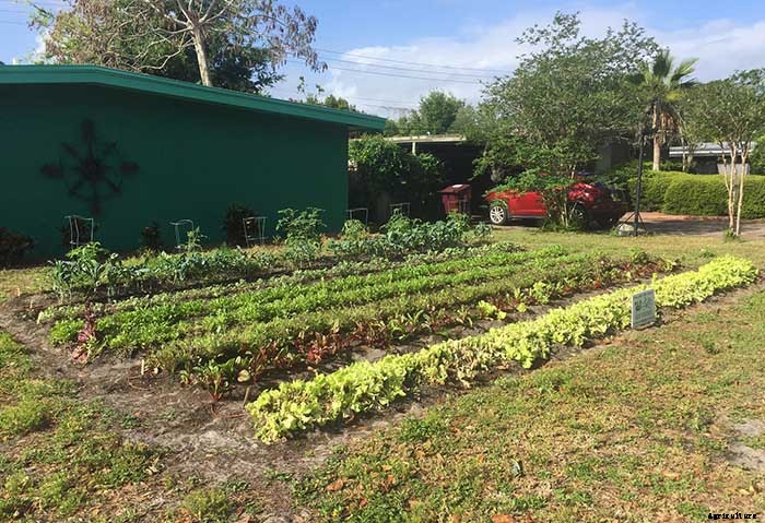Volunteer Group of Urban Farmers Is Turning Florida Lawns Into Food