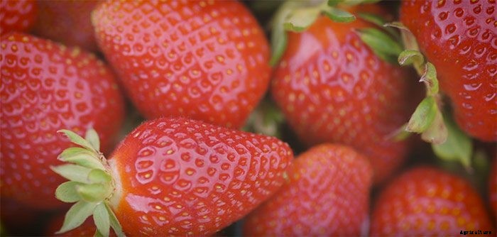 Strawberry Farmer Proves Organic is Better & Healthier