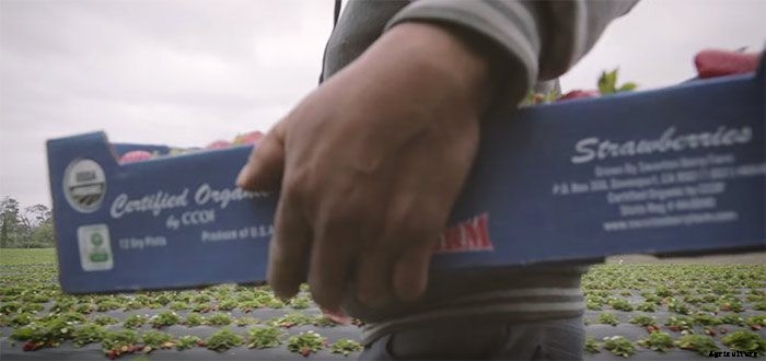 Strawberry Farmer Proves Organic is Better & Healthier