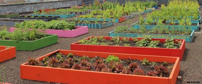 Homeless Plant Massive Organic Rooftop Garden to Feed an Entire Shelter