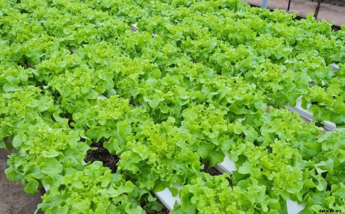 How To Grow 10 Times The Food in Half The Time