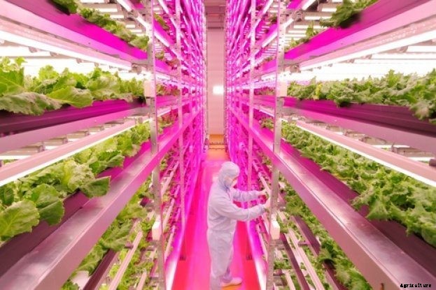 World’s Largest Indoor Farm Produces 10,000 Heads of Lettuce Per Day