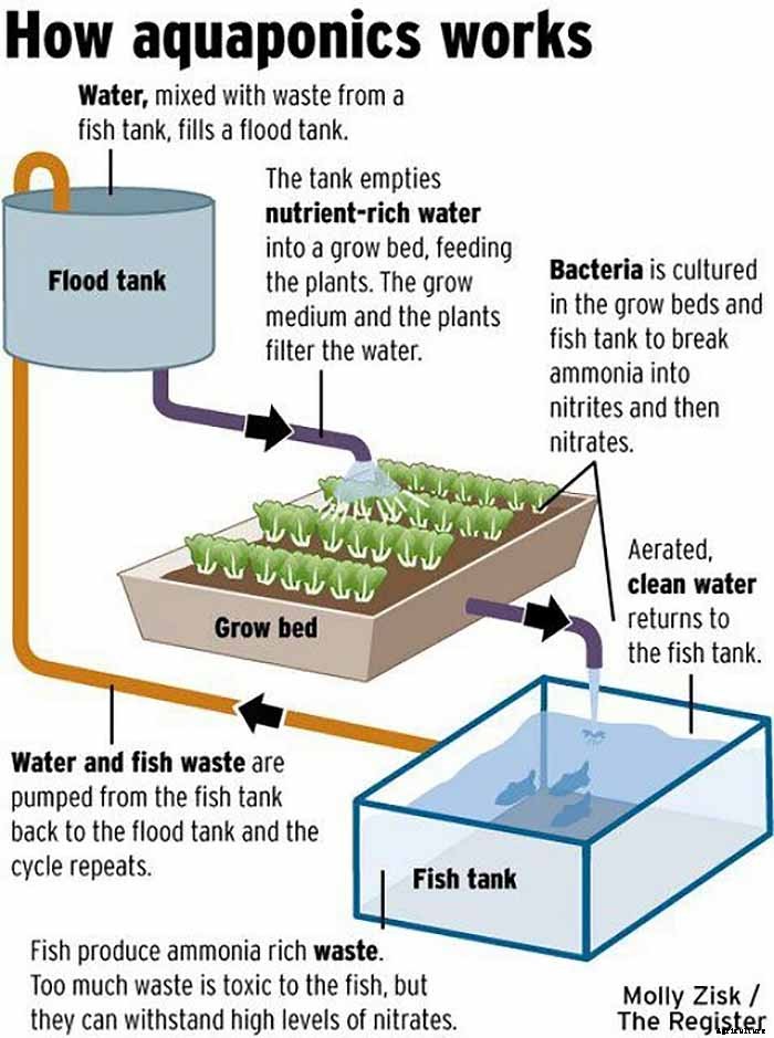 Portable Solar Powered Aquaponics Greenhouse Can Grow Food Year Round