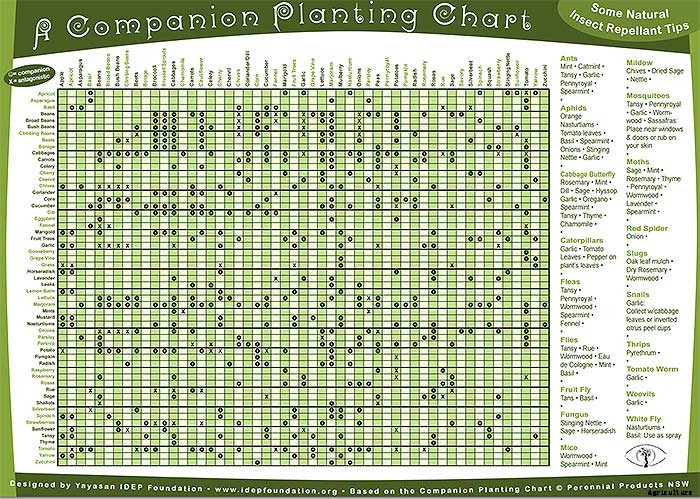 Permaculture: Companion Planting Guide Chart [FREE PDF]
