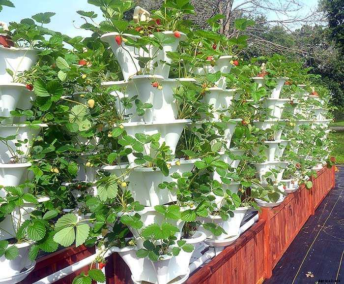 Grow 600 Plants in 36sqft Hydroponic Vertical Garden System