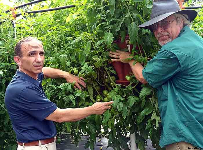Grow 600 Plants in 36sqft Hydroponic Vertical Garden System