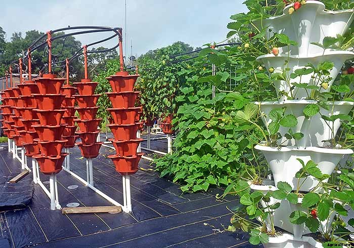 Grow 600 Plants in 36sqft Hydroponic Vertical Garden System
