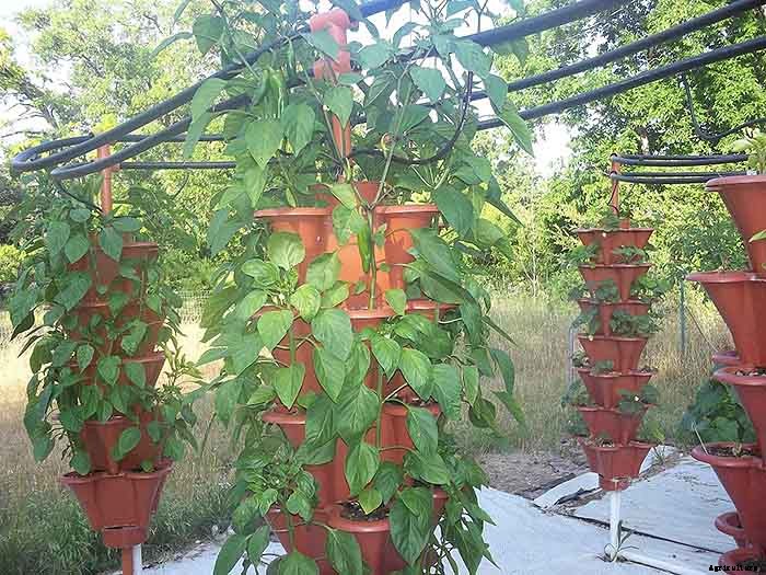 Grow 600 Plants in 36sqft Hydroponic Vertical Garden System