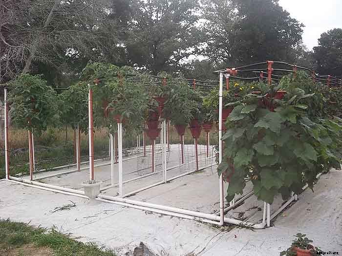 Grow 600 Plants in 36sqft Hydroponic Vertical Garden System