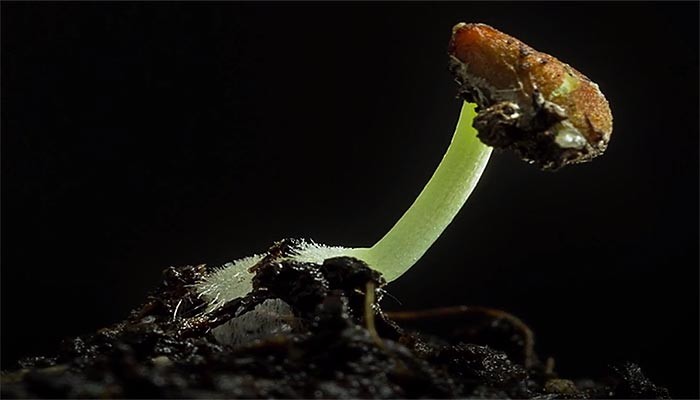 Beautiful Time-lapse Video of Seed Sprouting (Germination)