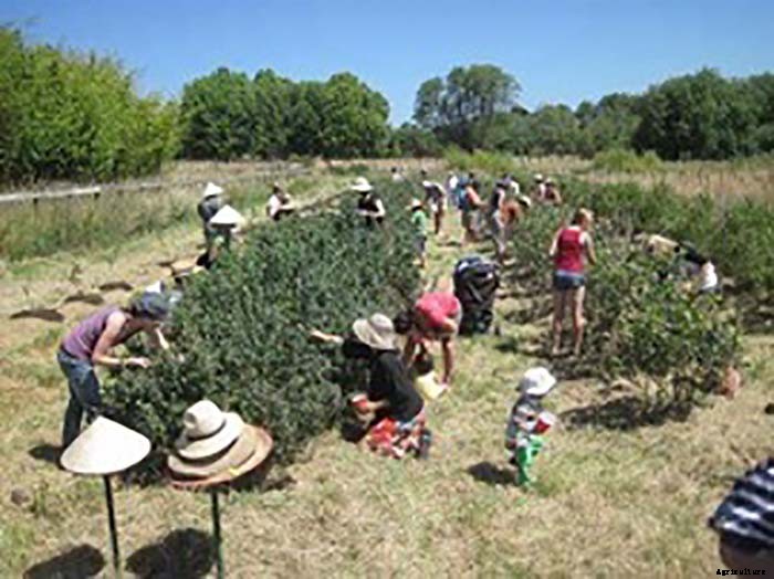 Organic Farmer Grosses $100,000 Per Acre on 8 Acre Farm