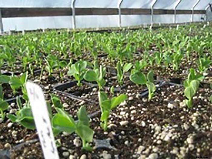 Organic Farmer Grosses $100,000 Per Acre on 8 Acre Farm